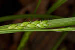 Flat spiked sedge